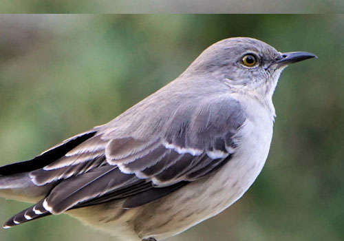 MUSE Advertising Awards - More Than Ruffled Feathers: Mockingbirds Show Heightened Aggression After Lead Exposure